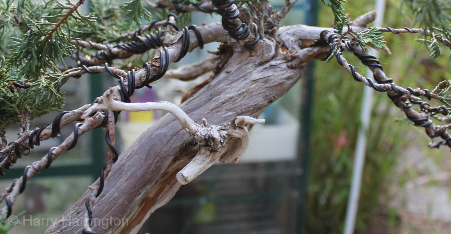 juniper bonsai